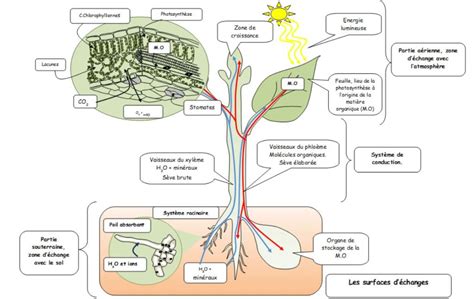 Lorganisation Fonctionnelle Des Plantes à Fleurs Svt Au Lycée