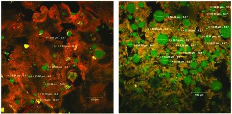 The Confocal Laser Scanning Microscopy Clsm Images Of The Fluorophore