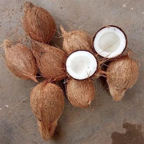 A Grade Pollachi Semi Husked Coconut Packaging Size 13Kg Coconut