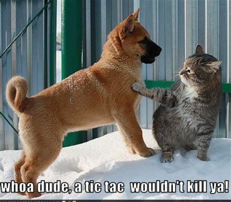 cat & dog funny - Animal Humor Photo (19955407) - Fanpop