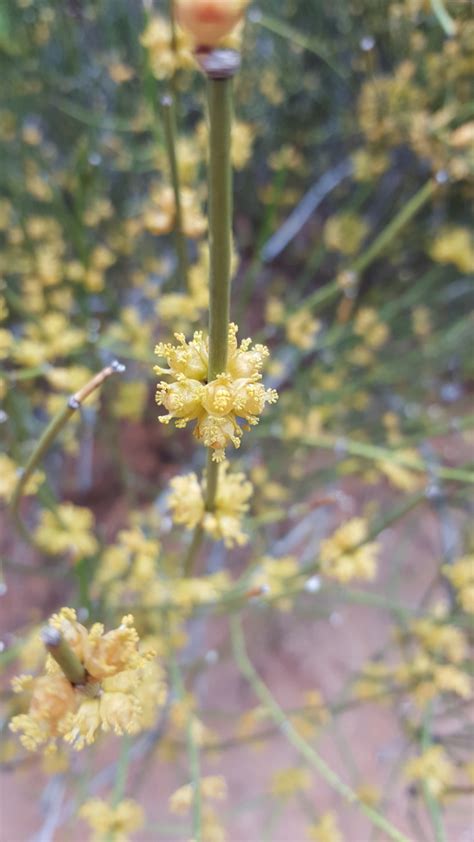 Green Ephedra Common Vegetation Species Carson City District Nv