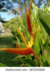 Golden Orange Flowers Heliconia Psittacorum Heliconia Stock Photo