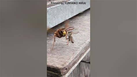 A Narrow Escape Yellow Hornet Vs Japanese Honeybee Youtube