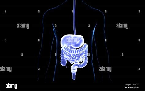 Anatomie Der Menschlichen Verdauungssystem Stockfotografie Alamy