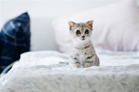 How To Teach A Kitten To Use A Litter Box ThePets