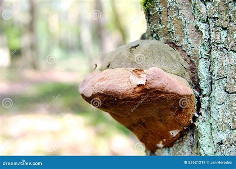 Quercia Del Fungo Di Polypore Nella Foresta Immagine Stock Immagine