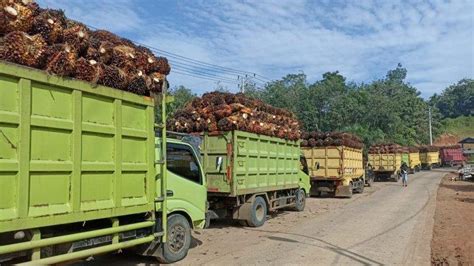 Pabrik Kelapa Sawit Di Bengkulu Batasi Pembelian TBS Sawit Alasannya