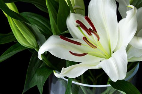 รูปภาพLili – เลือกดูภาพถ่ายสต็อก เวกเตอร์ และวิดีโอ1,579 | Adobe Stock