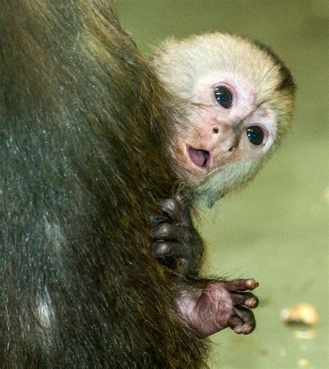 Buy A Baby Capuchin Monkey Happy Monkeys For Sale