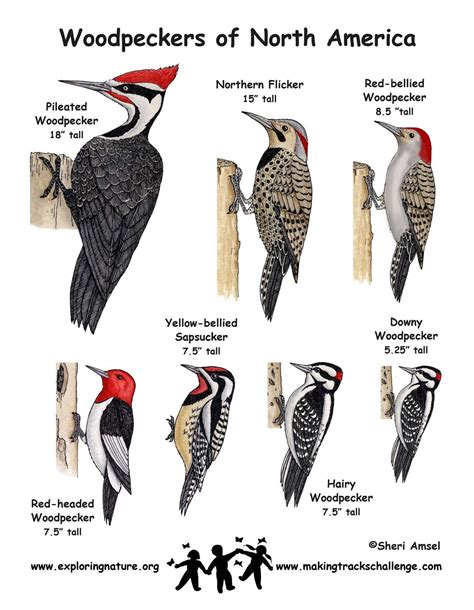 Great Woodpecker Comparison Chart Pretty Birds Backyard Birds