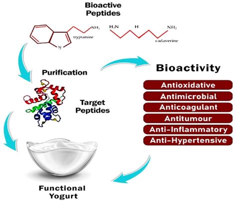 Bioactive peptides and their health effects. | Download Scientific Diagram