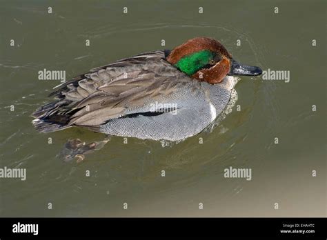 A male Green-winged Teal Stock Photo - Alamy