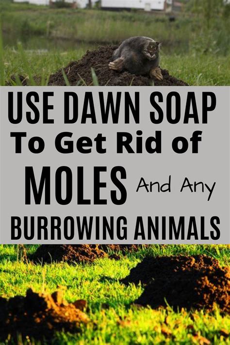 Get Rid Of Moles In Yard Naturally Using Dawn Soap And Castor Oil Moles In Yard Garden