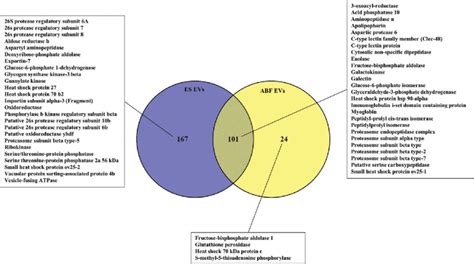 Venn Diagram Of Proteins Associated With Ascaris Suum Adult