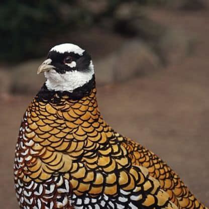 Faisão Venerado Criatório Bichos e Aves Ornamentais