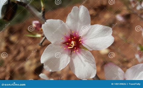 Bitter almond tree flower stock photo. Image of bitter - 100139826