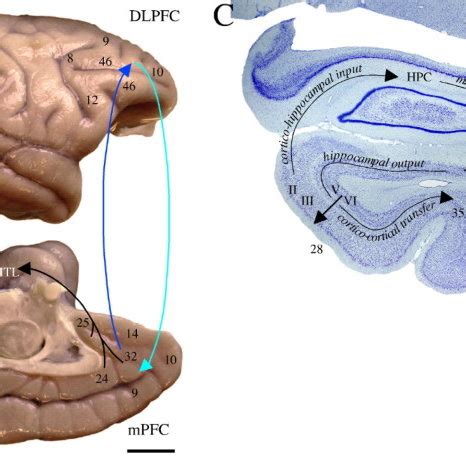 Pathways Linking The Lateral And Medial Prefrontal Cortices With The