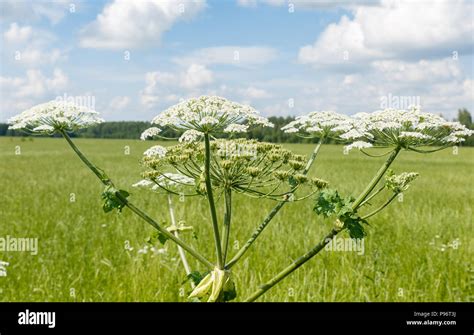 Cow Parsnip Blooms Stock Photo Alamy