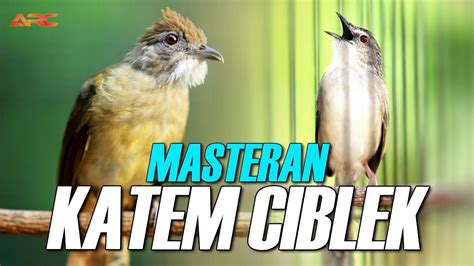 Masteran Kapas Tembak Gacor Dan Ciblek Kristal Super Nembak Youtube