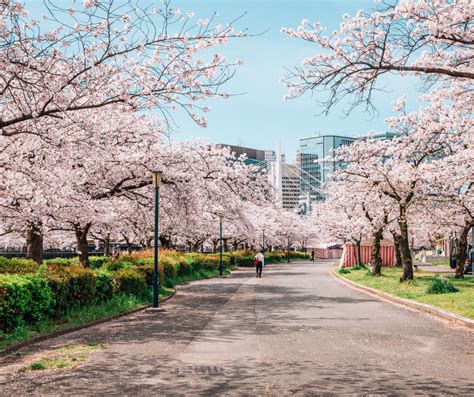 Discover the dazzling beauty of the cherry blossom festivals in Tokyo ...