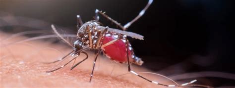 10 Interesting Facts About Mosquitoes Western Exterminator