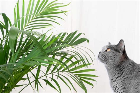 Plantas Aptas Para Gatos No T Xicas Cat Friendly Plantas Y Deco