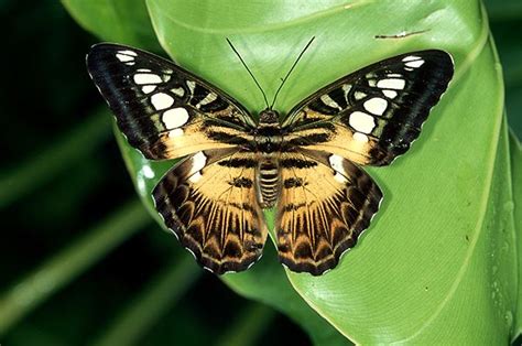 tropical butterfly photos from Butterfly World, Fort Lauderdale, Florida