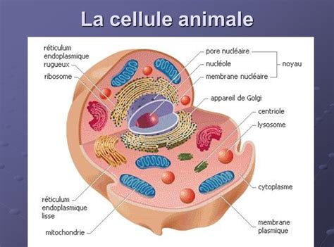 LES PARTIES DUNE CELLULE ET LEURS FONCTIONS Exetat RDC