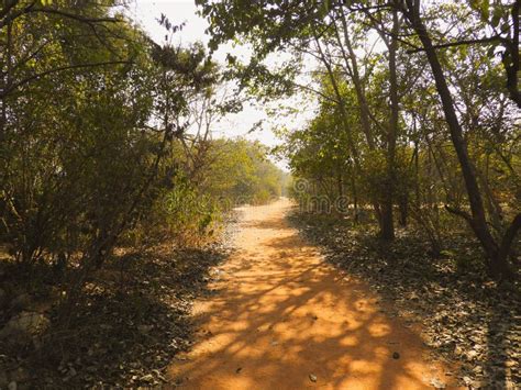 Trail at Aravali Biodiversity Park of Delhi Stock Photo - Image of ...