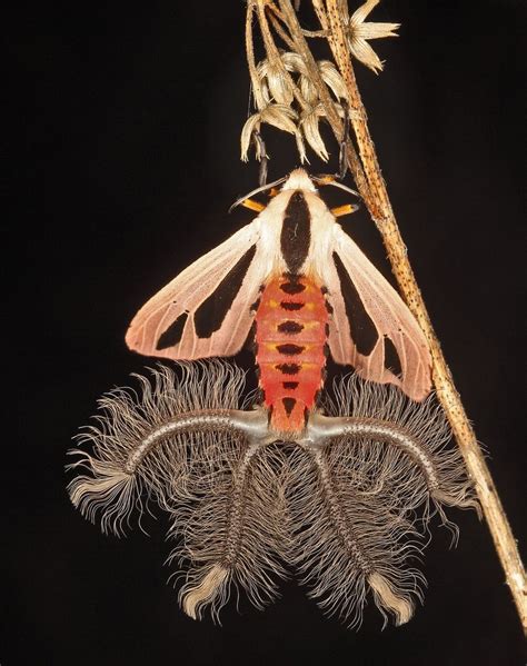 Creatonotos Gangis Male Showing 4 Coremata Inflated Weird Insects