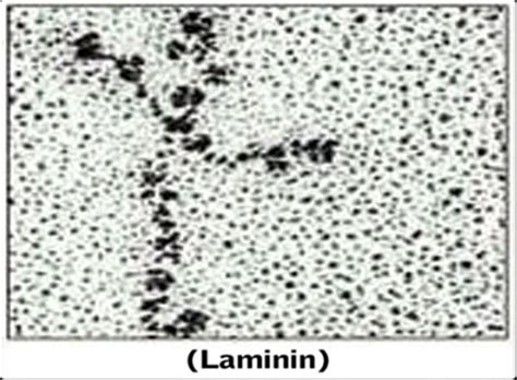 Big E Reveals: Laminin - The Cross Shaped Molecule That Holds Us Together