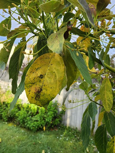 Whats Happening To My Avocado Tree Rarboriculture