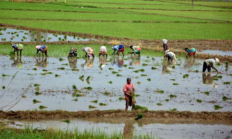 Sowing Of Black Rice Begins In Manipur With Army Cover For Farmers Amid