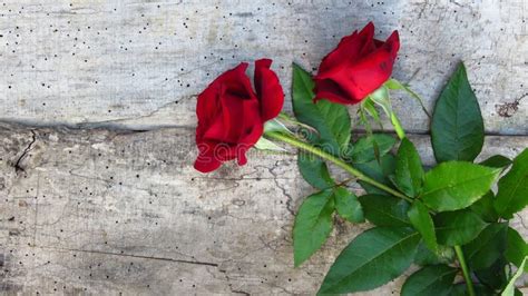 Duas Rosas Vermelhas No Fundo De Madeira No Dia Do S Do Valentim Foto