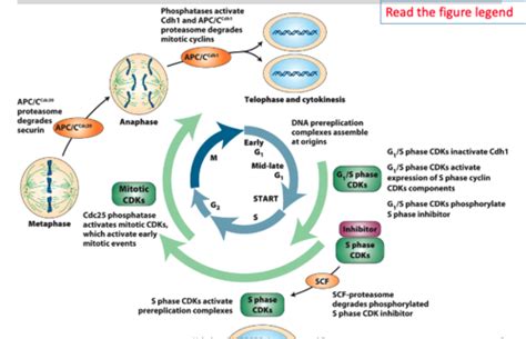 Lecture 14 Regulation Of Cdk Activity And The Transitions Between The