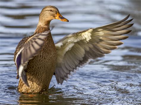 Free Images Wing Wildlife Beak Fauna Poultry Duck Goose