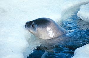 Weddell Seal Facts for Kids