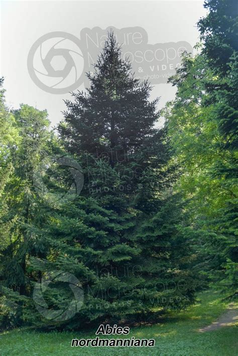 Abies Nordmanniana Abete Del Caucaso Albero Abies Nordmanniana