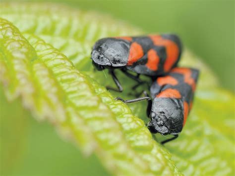 What Is The Difference Between Grubs And Chinch Bugs Difference Digest