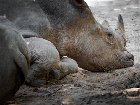 Sleeping White Rhino Stock Photos, Pictures & Royalty-Free Images - iStock