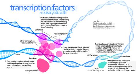 How Do Transcription Factors Work Pediaacom