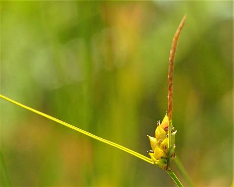 Few Seeded Sedge Carex Oligosperma Awenda Pp 070922 P709 Flickr