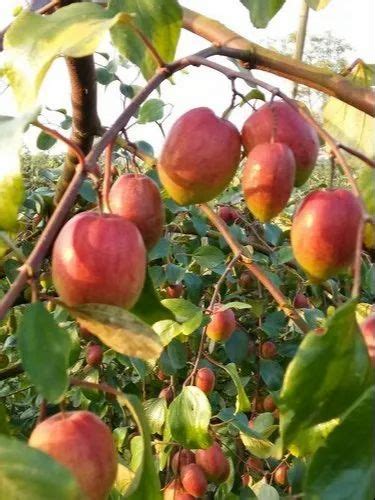 Well Watered Green Kashmiri Red Apple Ber Plants For Fruits At Rs