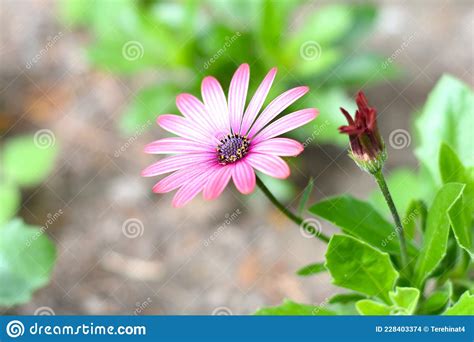 Osteospermum Conocida Como Daisybush O Margarita Africana Foto De