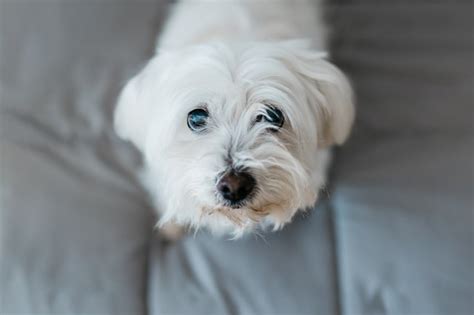 Maltese Puppy Cut: How to Give a Maltese a Puppy Cut | Cuteness