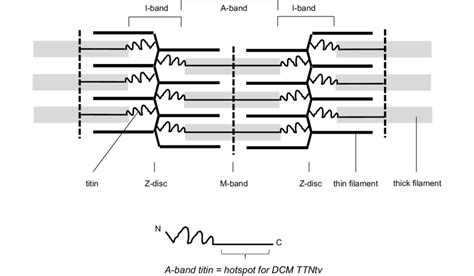 Schematic Drawing Of The Sarcomere Each Titin Molecule Black Spans Download Scientific