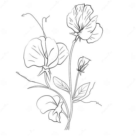 Hand Drawing Botanical Engraved Ink Art Drawn Sweet Pea Flower Sketch