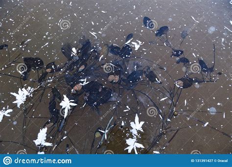 Plantas Congeladas No Lago Imagem De Stock Imagem De Bolha 131391427