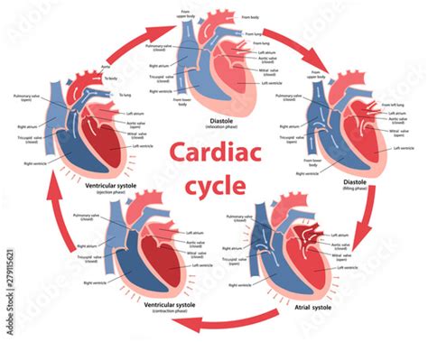 Cardiac Cycle Chart