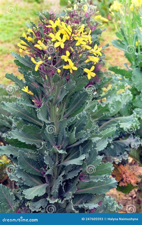 Decorative Cabbage with Flowers is Growing in Rustic Garden. Organic Cabbage in Farming and ...